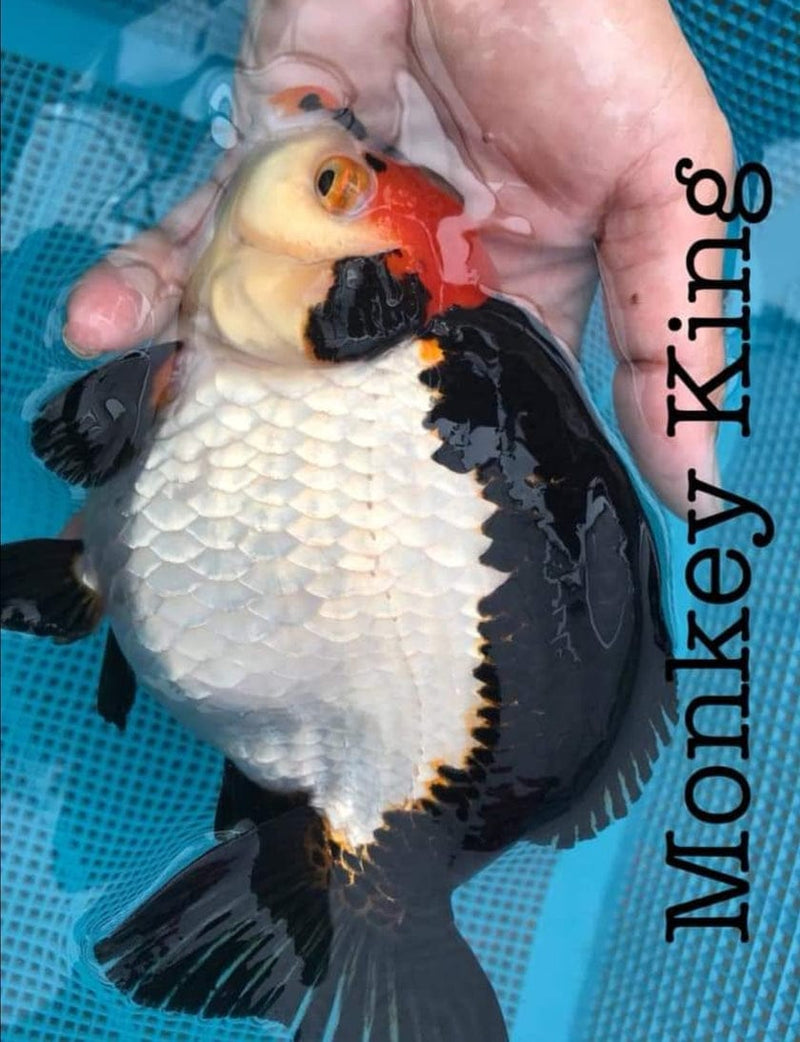 Live Fancy Goldfish Premium Select Our Choice Giant BREED Giant Special Color Panda Thai Oranda GROW UP TO 5.5-7'' BODY(CGF-059)