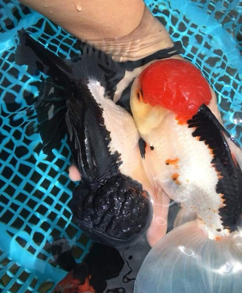 Live Fancy Goldfish Premium Select Our Choice Giant BREED Giant Special Color Panda Thai Oranda GROW UP TO 5.5-7'' BODY(CGF-059)