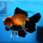 Live Fancy Goldfish Premium Select Our Choice Giant BREED Giant Special Apache Thai Oranda GROW UP TO 5.5-7'' BODY(CGF-064)