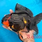Live Fancy Goldfish Premium Select Our Choice Giant BREED Giant Special Apache Thai Oranda GROW UP TO 5.5-7'' BODY(CGF-064)