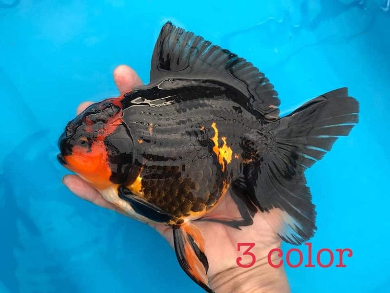 Live Fancy Goldfish Premium Select Our Choice Giant BREED Giant Special Apache Thai Oranda GROW UP TO 5.5-7'' BODY(CGF-064)