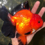 Live Fancy Goldfish Premium Select Our Choice Giant BREED Giant Special Apache Thai Oranda GROW UP TO 5.5-7'' BODY(CGF-064)