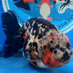 Live Fancy Goldfish Premium Select Our Choice Big Head Thai Lionchu Calico Grow up to Over 5'' BODY(CGF-080)