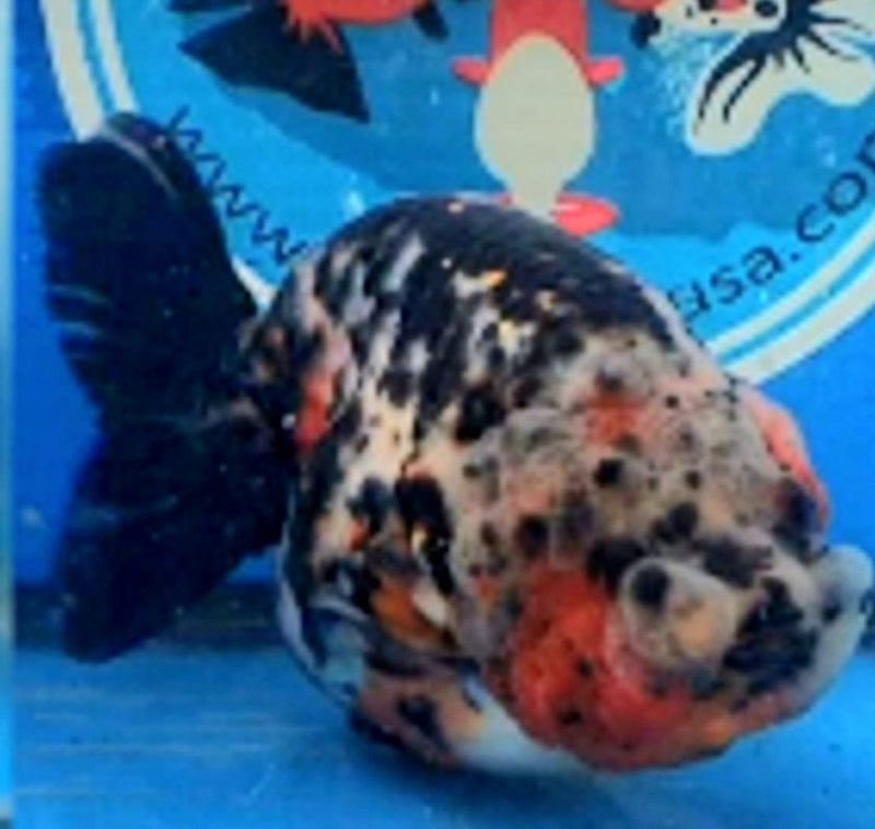 Live Fancy Goldfish Premium Select Our Choice Big Head Thai Lionchu Calico Grow up to Over 5'' BODY(CGF-080)