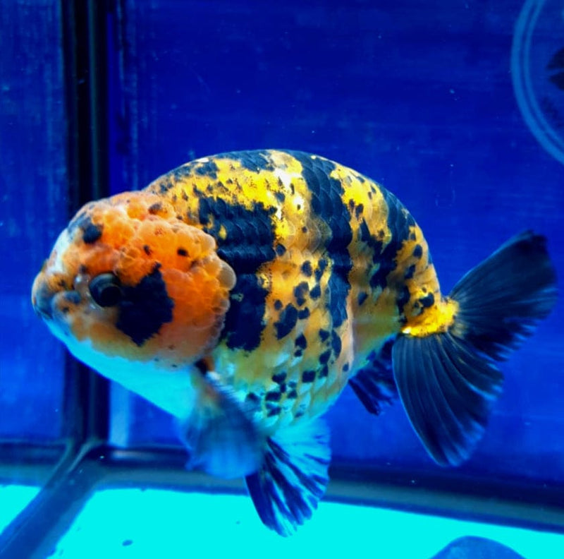 Live Fancy Goldfish Premium Select Our Choice Thai Hybrid Ranchu Red Tiger Calico (CGF-078)