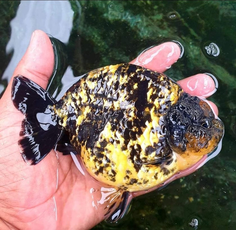 Live Fancy Goldfish Premium Select Our Choice Thai Hybrid Ranchu Red Tiger Calico (CGF-078)