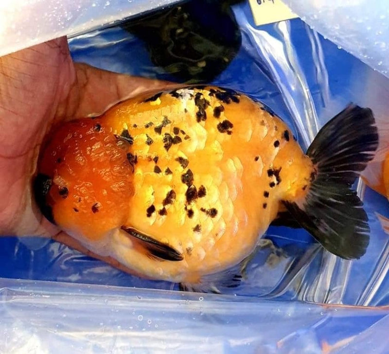 Live Fancy Goldfish Premium Select Our Choice Thai Hybrid Ranchu Red Tiger Calico (CGF-078)