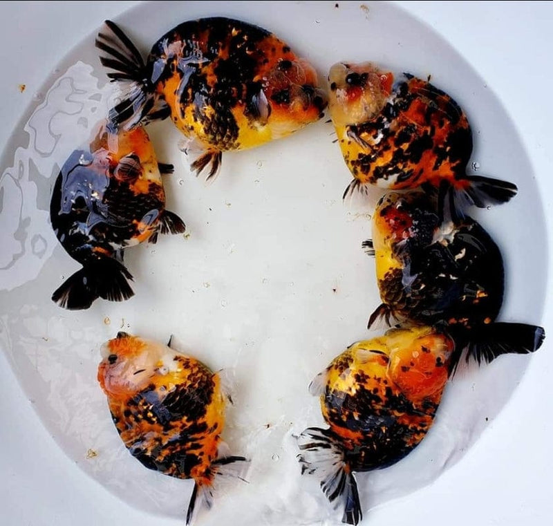 Live Fancy Goldfish Premium Select Our Choice Thai Hybrid Ranchu Red Tiger Calico (CGF-078)