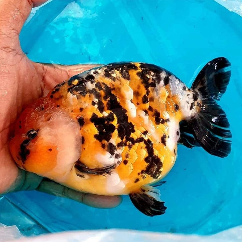 Live Fancy Goldfish Premium Select Our Choice Thai Hybrid Ranchu Red Tiger Calico (CGF-078)