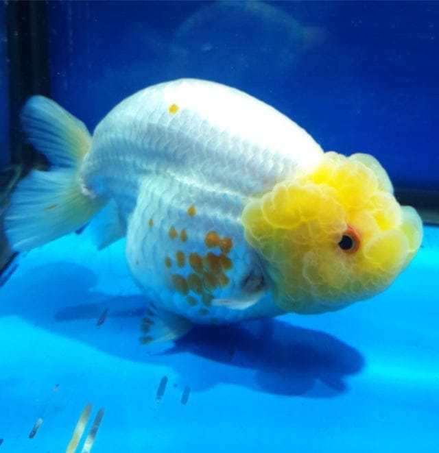 Fancy Goldfish for Sale | Thai Oranda | Buy Goldfish Online