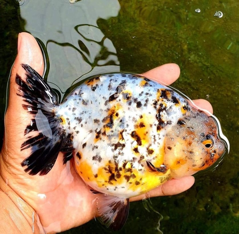 Really Fat Ranchu LIVE FANCY HIGH QUALITY LIONCHU RANCHU GOLDFISH — Coast Gem USA