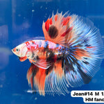 (JEAN-014) Blue Fancy Marble Nemo Halfmoon Male Betta