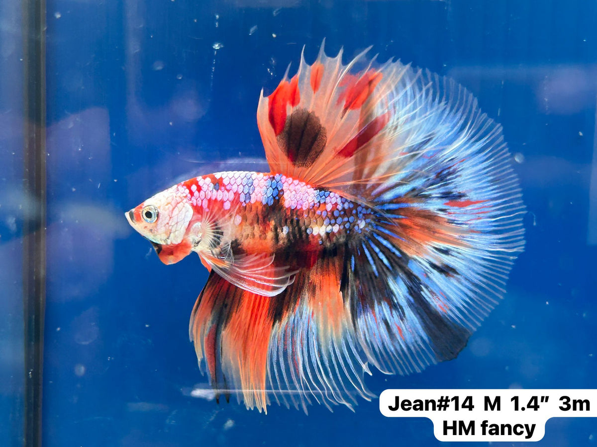 (JEAN-014) Blue Fancy Marble Nemo Halfmoon Male Betta — Coast Gem USA