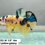 Yellow Galaxy/Fancy Koi Male Plakat Betta Our Choice (CBM-1121)
