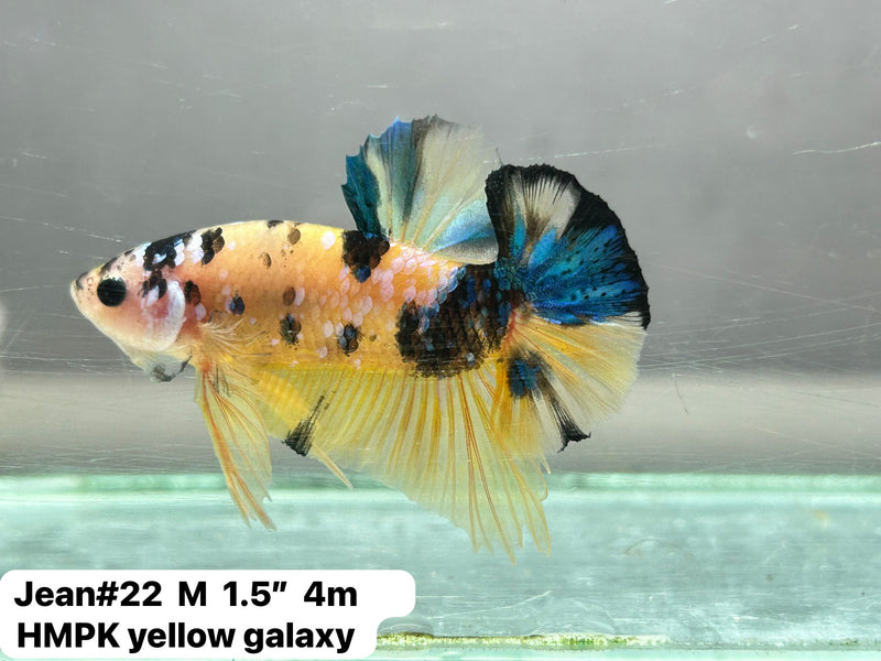Yellow Galaxy/Fancy Koi Male Plakat Betta (CBM-1121) BUY 4 GET 1 FREE! MIX & MATCH