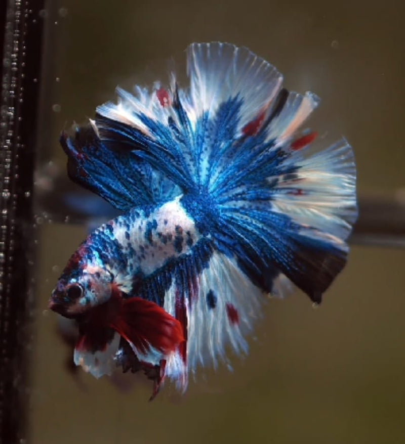 High Grade Fancy Marble Multicolor Over Halfmoon Rosetail Male Betta (CBM-1013 GROUP) Our Choice BUY 4 GET 1 FREE MIX & MATCH