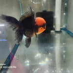 Live Fancy Goldfish Premium Select Our Choice Short Body SMALL BREED Special Color Red Cap Black Body Thai Oranda GROW UP TO 2.5-3.5'' BODY(CGF-037)