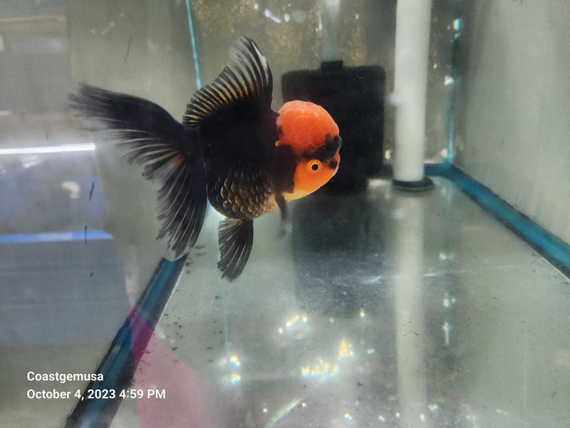 Live Fancy Goldfish Premium Select Our Choice Short Body SMALL BREED Special Color Red Cap Black Body Thai Oranda GROW UP TO 2.5-3.5'' BODY(CGF-037)