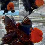 Live Fancy Goldfish Premium Select Our Choice Short Body SMALL BREED Special Color Red Cap Black Body Thai Oranda GROW UP TO 2.5-3.5'' BODY(CGF-037)
