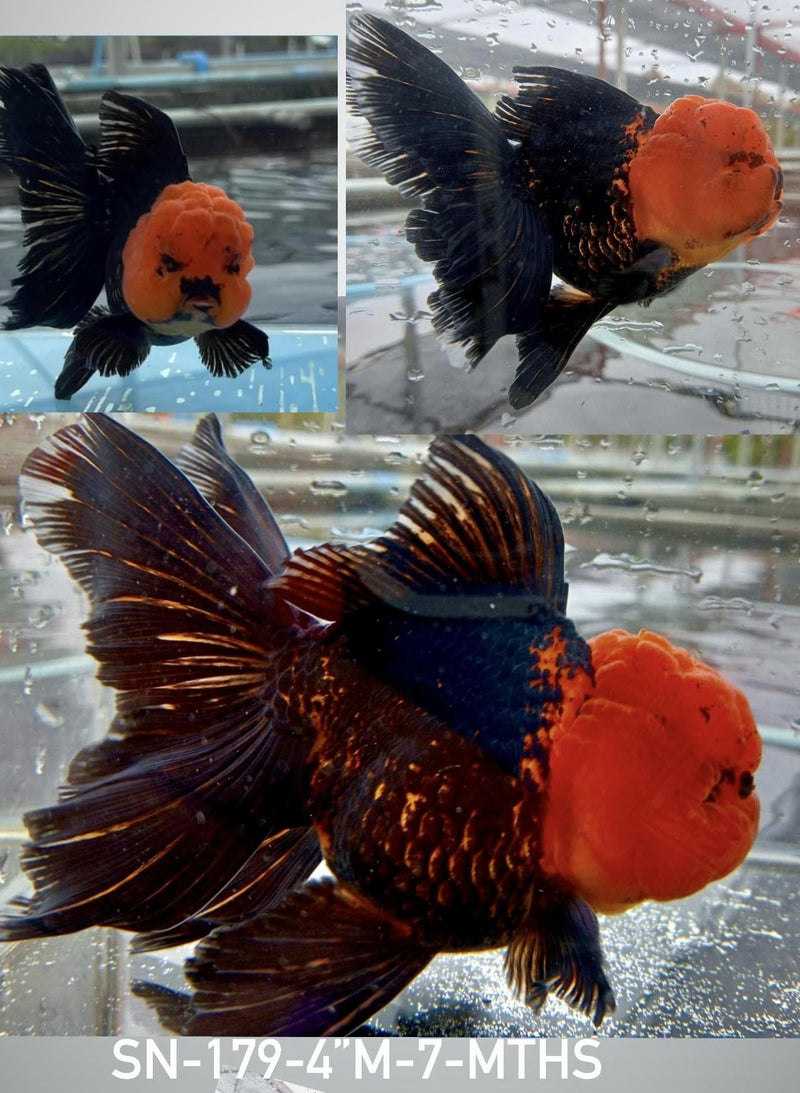 Live Fancy Goldfish Premium Select Our Choice Short Body SMALL BREED Special Color Red Cap Black Body Thai Oranda GROW UP TO 2.5-3.5'' BODY(CGF-037)