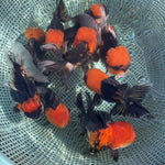 Live Fancy Goldfish Premium Select Our Choice Short Body SMALL BREED Special Color Red Cap Black Body Thai Oranda GROW UP TO 2.5-3.5'' BODY(CGF-037)