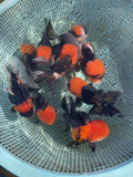 Live Fancy Goldfish Premium Select Our Choice Short Body SMALL BREED Special Color Red Cap Black Body Thai Oranda GROW UP TO 2.5-3.5'' BODY(CGF-037)