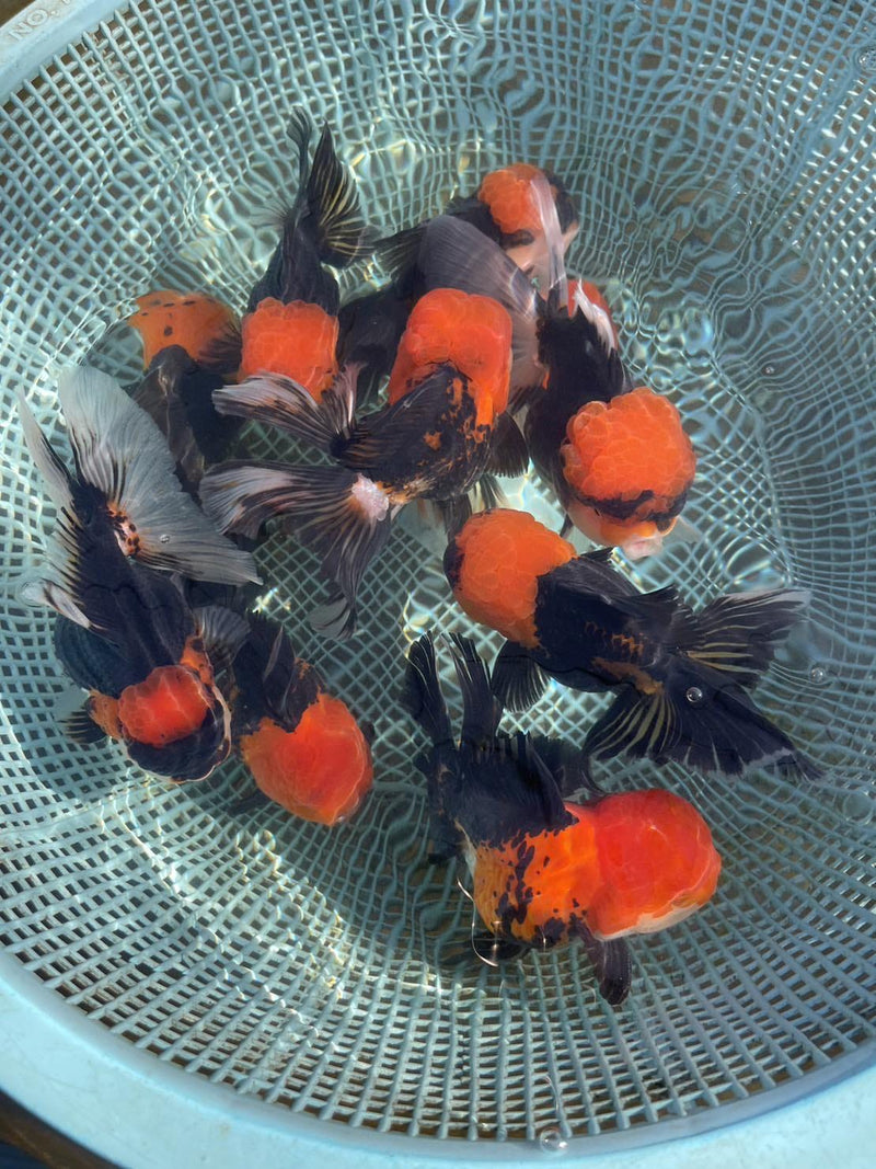 Live Fancy Goldfish Premium Select Our Choice Short Body SMALL BREED Special Color Red Cap Black Body Thai Oranda GROW UP TO 2.5-3.5'' BODY(CGF-037)