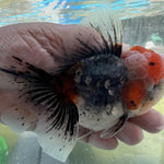 Live Fancy Goldfish Premium Select Our Choice Short Body SMALL BREED LONG TAIL CALICO / TIGER / KIRIN / BLUE KIRIN / SAKURA Oranda GROW UP TO 2.5-3.5'' BODY(CGF-033)