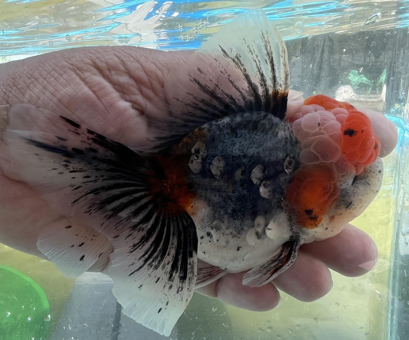 Live Fancy Goldfish Premium Select Our Choice Short Body SMALL BREED LONG TAIL CALICO / TIGER / KIRIN / BLUE KIRIN / SAKURA Oranda GROW UP TO 2.5-3.5'' BODY(CGF-033)