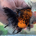 Live Fancy Goldfish Premium Select Our Choice Short Body SMALL BREED LONG TAIL CALICO / TIGER / KIRIN / BLUE KIRIN / SAKURA Oranda GROW UP TO 2.5-3.5'' BODY(CGF-033)