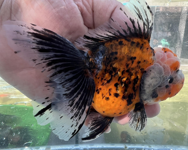 Live Fancy Goldfish Premium Select Our Choice Short Body SMALL BREED LONG TAIL CALICO / TIGER / KIRIN / BLUE KIRIN / SAKURA Oranda GROW UP TO 2.5-3.5'' BODY(CGF-033)