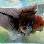 Live Fancy Goldfish Premium Select Our Choice Short Body SMALL BREED LONG TAIL CALICO / TIGER / KIRIN / BLUE KIRIN / SAKURA Oranda GROW UP TO 2.5-3.5'' BODY(CGF-033)