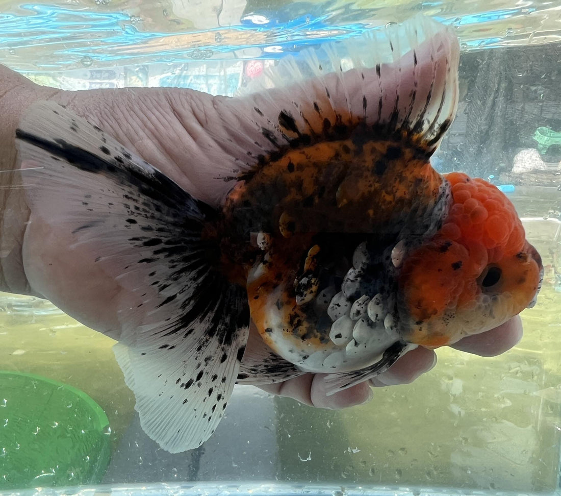 Live Fancy Goldfish Premium Select Our Choice Short Body SMALL BREED LONG TAIL CALICO / TIGER / KIRIN / BLUE KIRIN / SAKURA Oranda GROW UP TO 2.5-3.5'' BODY(CGF-033)