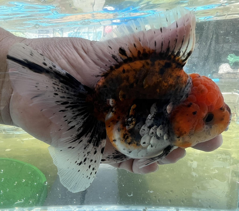 Live Fancy Goldfish Premium Select Our Choice Short Body SMALL BREED LONG TAIL CALICO / TIGER / KIRIN / BLUE KIRIN / SAKURA Oranda GROW UP TO 2.5-3.5'' BODY(CGF-033)