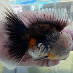 Live Fancy Goldfish Premium Select Our Choice Short Body SMALL BREED LONG TAIL CALICO / TIGER / KIRIN / BLUE KIRIN / SAKURA Oranda GROW UP TO 2.5-3.5'' BODY(CGF-033)