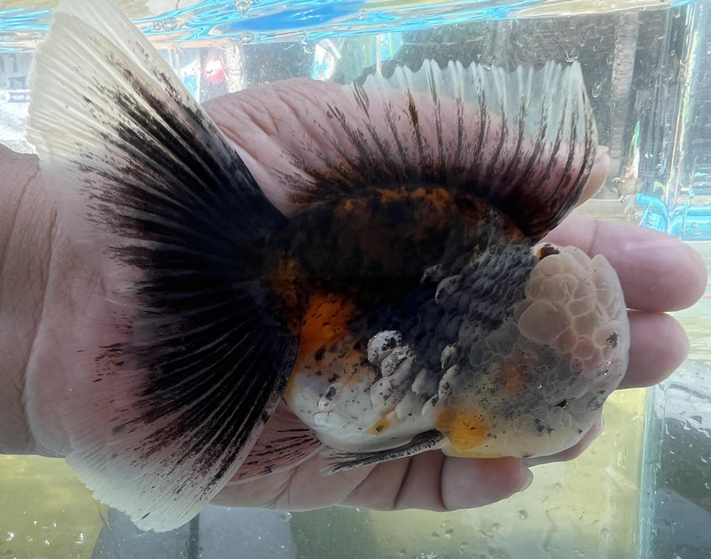 Live Fancy Goldfish Premium Select Our Choice Short Body SMALL BREED LONG TAIL CALICO / TIGER / KIRIN / BLUE KIRIN / SAKURA Oranda GROW UP TO 2.5-3.5'' BODY(CGF-033)