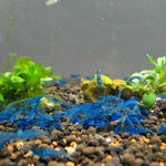 Live Freshwater Aquarium Premium Best Quality Blue Dream Shrimp 10/$30, 20/$50 (FS-013)