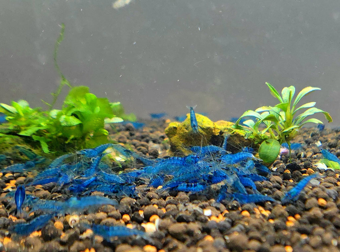 Live Freshwater Aquarium Premium Best Quality Blue Dream Shrimp 10/$30, 20/$50 (FS-013)