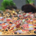 Live Freshwater Aquarium Premium Red Rili Shrimp 10/$30, 20/$50 (Neocaridina sp.)(FS-028)