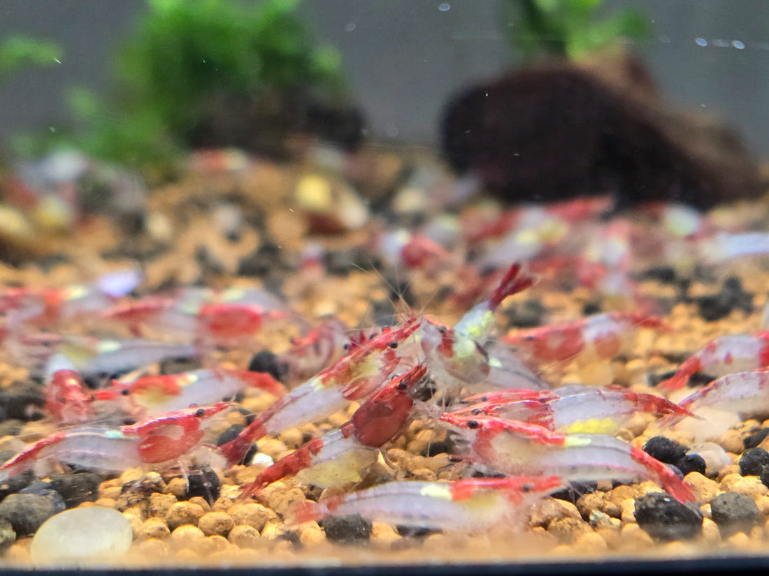 Live Freshwater Aquarium Premium Red Rili Shrimp 10/$30, 20/$50 (Neocaridina sp.)(FS-028)