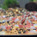 Live Freshwater Aquarium Premium Red Rili Shrimp 10/$30, 20/$50 (Neocaridina sp.)(FS-028)