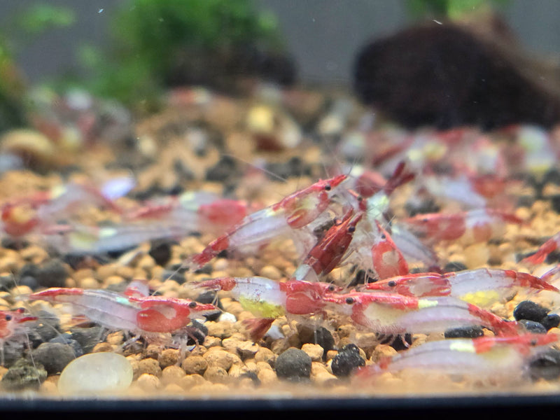 Live Freshwater Aquarium Premium Red Rili Shrimp 10/$25, 20/$40 (Neocaridina sp.)(FS-028)