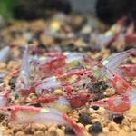 Live Freshwater Aquarium Premium Red Rili Shrimp 10/$30, 20/$50 (Neocaridina sp.)(FS-028)