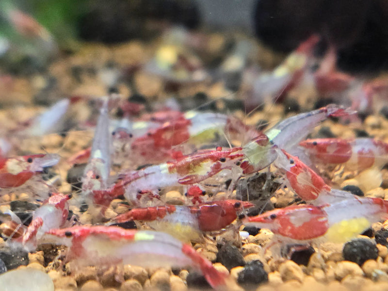 Live Freshwater Aquarium Premium Red Rili Shrimp 10/$25, 20/$40 (Neocaridina sp.)(FS-028)