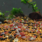 Live Freshwater Aquarium Premium Red Rili Shrimp 10/$30, 20/$50 (Neocaridina sp.)(FS-028)