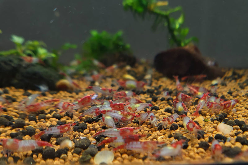 Live Freshwater Aquarium Premium Red Rili Shrimp 10/$25, 20/$40 (Neocaridina sp.)(FS-028)