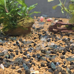 Live Freshwater Aquarium Fancy Shrimp Black Rili High Quality 10/$30, 20/$50 (Neocaridina sp.)(FS-006)