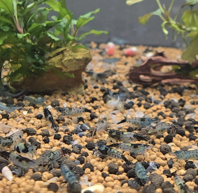 Live Freshwater Aquarium Fancy Shrimp Black Rili High Quality 10/$25, 20/$40 (Neocaridina sp.)(FS-006)