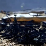 Live Freshwater Aquarium Fancy Shrimp Super Rose Black Shrimp Fancy Quality 10/$30, 20/$50 (FS-007)