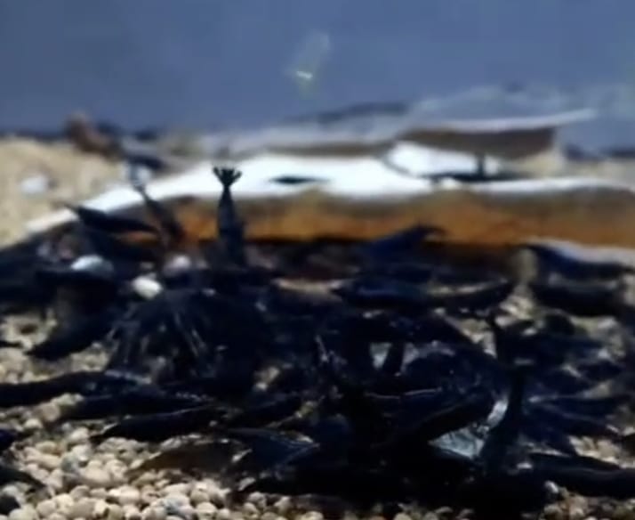 Live Freshwater Aquarium Fancy Shrimp Super Rose Black Shrimp Fancy Quality 10/$25, 20/$40 (FS-007)